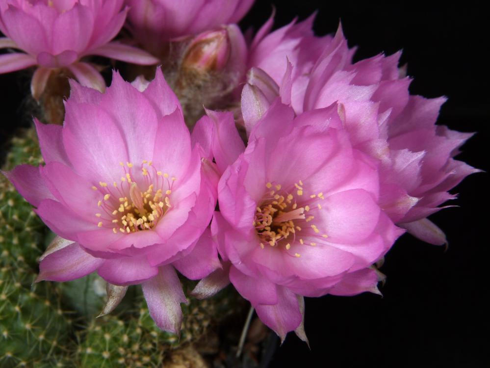 Chamaecereus